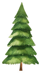 Fototapeta premium PNG watercolor Christmas trees plant.