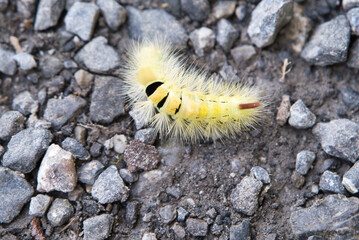 A colorful spotted caterpillar slowly crawls along a rugged rocky path, its delicate movement...