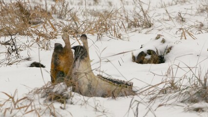 Wild Horse Remains in Snowy Belarus Field on Cloudy Winter Day © drgost