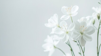 Elegant White Flowers on Soft Background