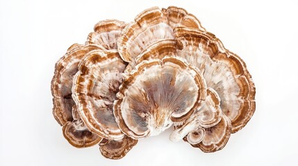 organic turkey tail mushroom in white background 