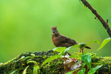 Red-crested Finch (Coryphospingus cucullatus). 