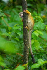 The Central American squirrel monkey (Saimiri oerstedii), also known as the red-backed squirrel monkey, is a squirrel monkey species from the Pacific coast of Costa Rica and Panama