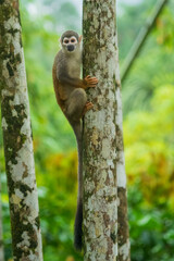 The Central American squirrel monkey (Saimiri oerstedii), also known as the red-backed squirrel monkey, is a squirrel monkey species from the Pacific coast of Costa Rica and Panama