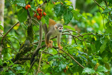 The Central American squirrel monkey (Saimiri oerstedii), also known as the red-backed squirrel monkey, is a squirrel monkey species from the Pacific coast of Costa Rica and Panama