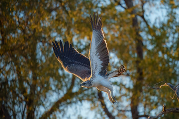 Osprey, Pandion haliaetus, feeding on caught fish. Wildlife scene from nature. Animal behaviour near the tropic river. 