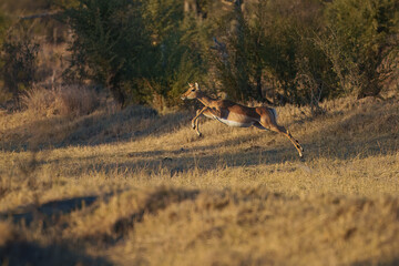 Impala - Aepyceros melampus medium-sized antelope found in eastern and southern Africa. The sole member of the genus Aepyceros, jumping and fast running mammal, brown color grazing herbivore.