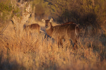 Waterbuck, Kobus ellipsiprymnus, large antelope in sub-Saharan Africa. Nice African animal in the sunset.