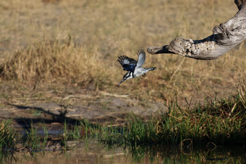 Pied Kingfisher (Ceryle rudis) fishing in a small lake in Kruger National Park in South Africa