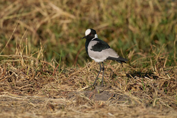 Flying Blacksmith Lapwing (Vanellus armatus), The black smith plover, renamed the black smith lapwing, is a common bird in Southern Africa