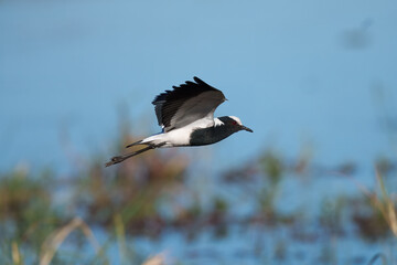 Flying Blacksmith Lapwing (Vanellus armatus), The black smith plover, renamed the black smith lapwing, is a common bird in Southern Africa