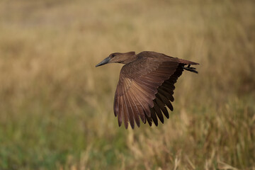 Hamerkop - Scopus umbretta medium-sized brown wading bird. It is the only living species in the genus Scopus and the family Scopidae. Brown bird in flight with green natural background in Africa.