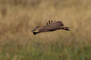 Hamerkop - Scopus umbretta medium-sized brown wading bird. It is the only living species in the genus Scopus and the family Scopidae. Brown bird in flight with green natural background in Africa.