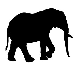 Fototapeta premium elephant silhouette isolated on white.