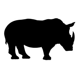 rhino isolated on white