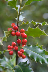 A close-up view of a holly tree, also known as Ilex aquifolium, English holly, common holly, or...