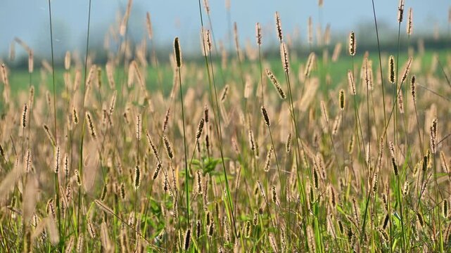 Setaria. Grass in the meadow sways in the wind. Autumn nature background.