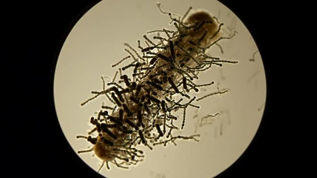 Rod-shaped bacterium with segmented filaments