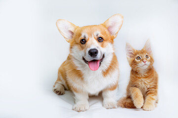 Cute Welsh corgi puppy and a red kitten sit together on a white background. isolated on a white background