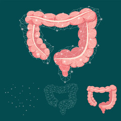 The intestines or digestive system of a person. A healthy digestive system. large intestine. Pink, red and white colors.