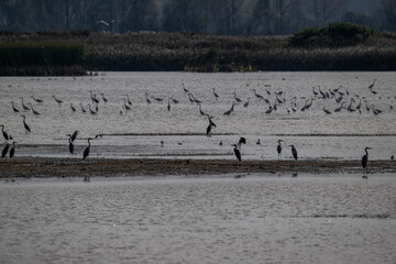 ducks fly over a lake on an autumn day in the Moscow region