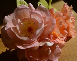 pinky - orange flowers of fragant rose from the garden 