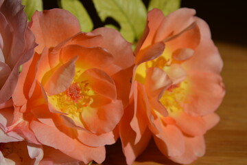 pinky - orange flowers of fragant rose from the garden 