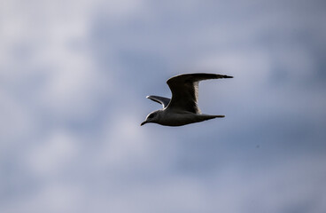 a beautiful bird looking for food in natural conditions on an autumn day in the Moscow region