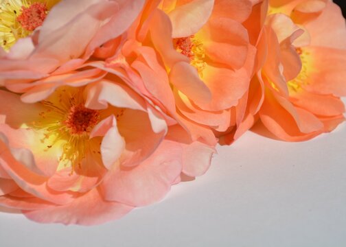 pinky - orange flowers of fragant rose from the garden 