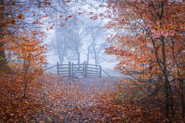 Obraz premium Misty Woodland Path to Longshaw Estate Gate, Peak District National Park: A Quiet Morning Walk Through Autumn Leaves, Shrouded in Fog