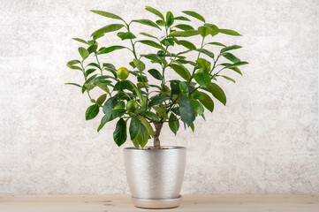 Houseplant Tangerine tree with small young green fruits in a pot. Bonsai.	