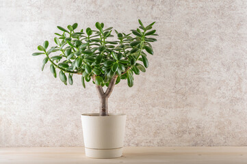 Fototapeta premium Succulent houseplant Crassula ovata in a pot on a wooden shelf.