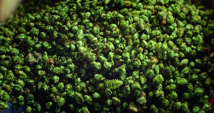 Super slow motion close up of at moment harvested biologic raw hop flowers used for high quality beer production falling for quality control in ecological craft brewery at 1000 fps.