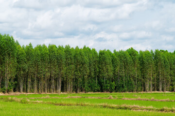 Eucalyptus forest planted beside the paddy field, countryside of thailand