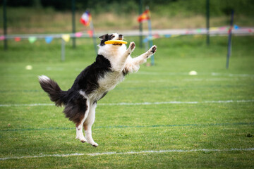 Disc dog jumping in the air