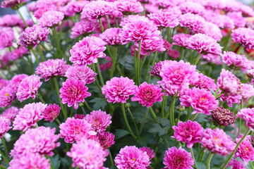 pink chrysanthemum flowers, autumn flowers