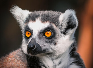 Obraz premium Portrait of a Lemur Catta