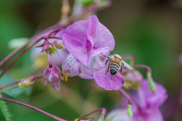 A Bee Engaged in Pollinating a Delicate Pink Flower in the Beauty of Natures Garden