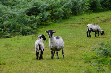 Sheep and lamb