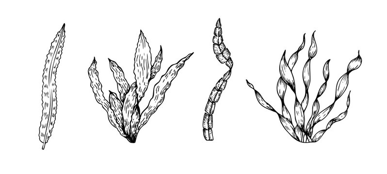 Vector set of algae. Hand painted line seaweed, laminaria sketch. Graphic tropical clip art isolated on background. Underwater illustration. For designers, invitations, decoration, postcards, wr