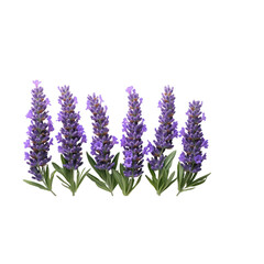 Naklejka premium Purple Lavender Flowers Isolated on a Transparent Background