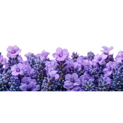 Purple Lavender Flowers Blooming in the Summer Isolated on a Transparent Background