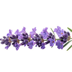 Naklejka premium Lavender Flowers Isolated on a Transparent Background
