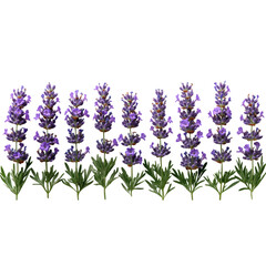 Naklejka premium Purple Lavender Flowers in a Row Isolated on a Transparent Background