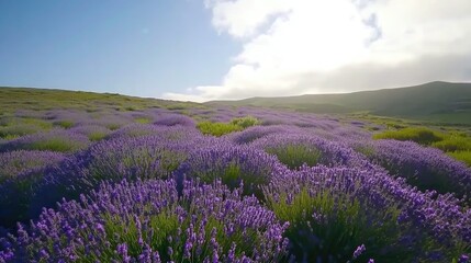 Obraz premium Serene Lavender Fields Under a Bright Sky