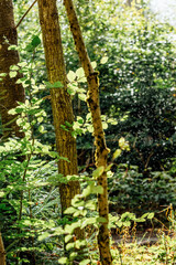 autumn wet forest full of mushrooms