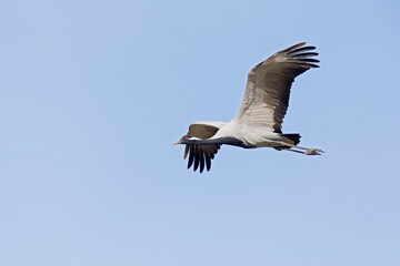 Adult demoiselle crane (Grus virgo) in flight.