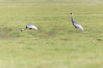 Couple of white-naped crane (Antigone vipio) in the steppe of Mongolia.