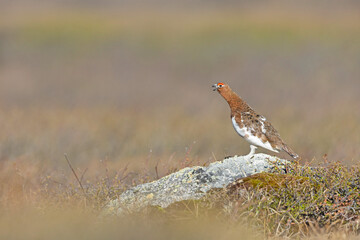 A male willow ptarmigan (Lagopus lagopus) calling perched on a rock.