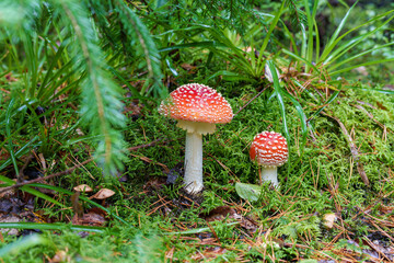 In a serene forest, red mushrooms are seen surrounded by lush, vibrant greenery, fly agaric,...